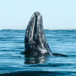 gray whale
