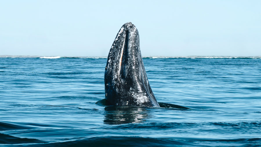 gray whale